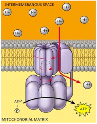 ATP Synthase Diagram.png